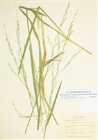 藏品(北方甜茅)的圖片